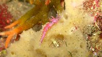 300 Coryphelle mauve (Flabellina pedata)